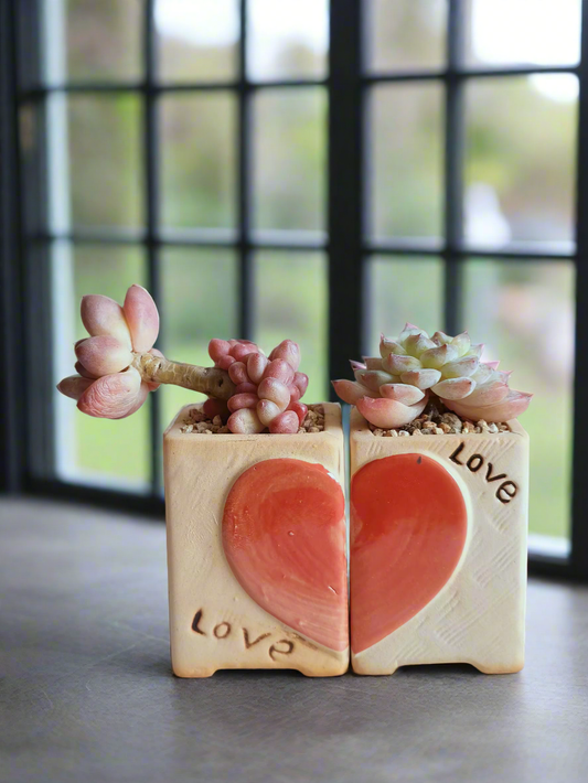 Succulent Heart Duo – The Perfect Gift of Love and Growth