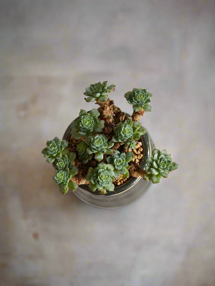 Succulent Rustic Pot Glow Grey – Echeveria Minima