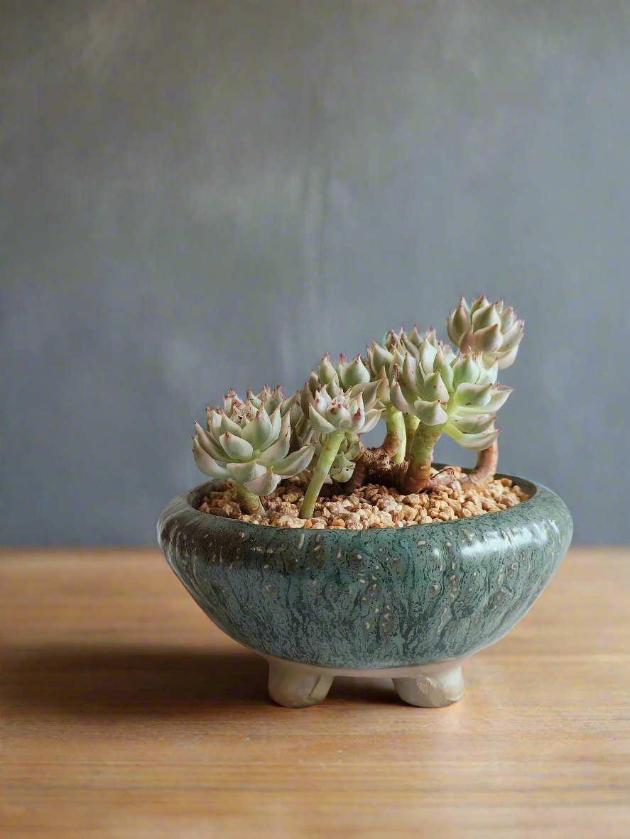 Succulent Rustica Ceramic Pot – Echeveria Halbingeri