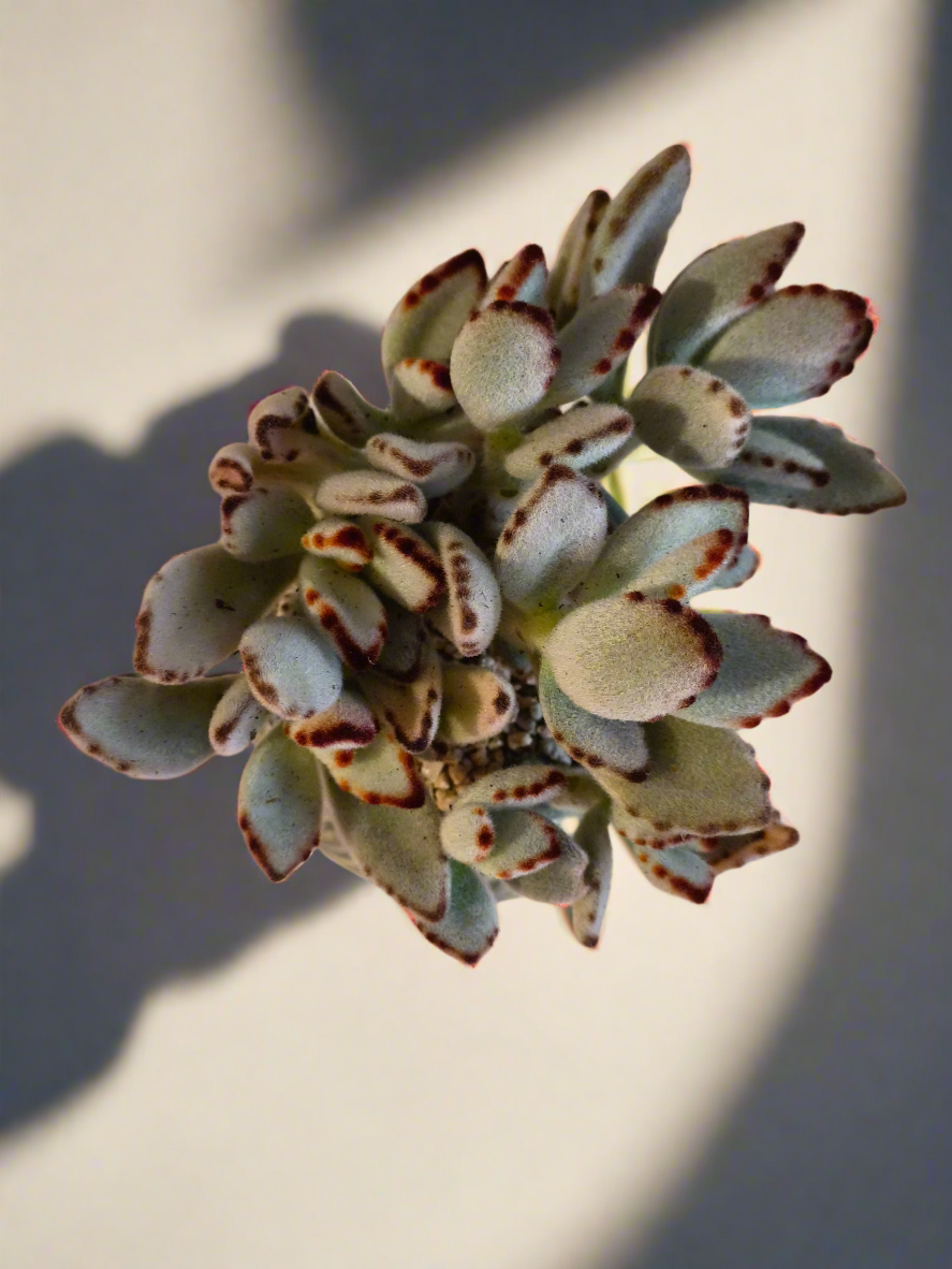 Succulent Rustic Pot Ash – Kalanchoe tomentosa ‘Chocolate Soldier’