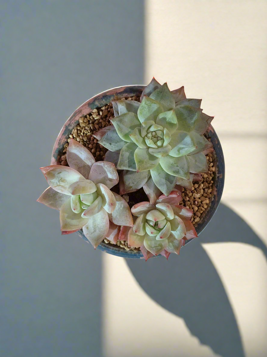 Succulent Moonlit Bloom Pot – Azure Blue with Echeveria Hybrid & Friends