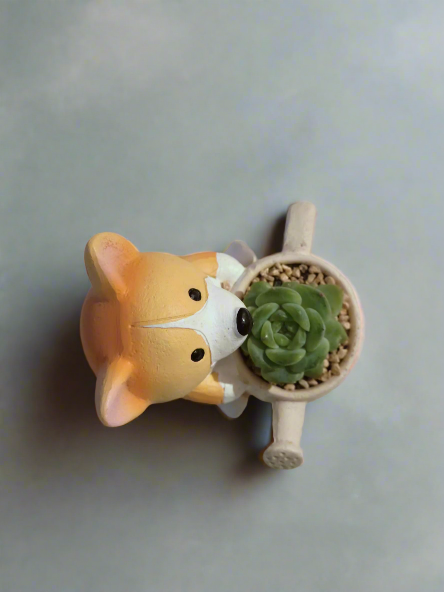 Succulent Charming Corgi - Echeveria Ice Green