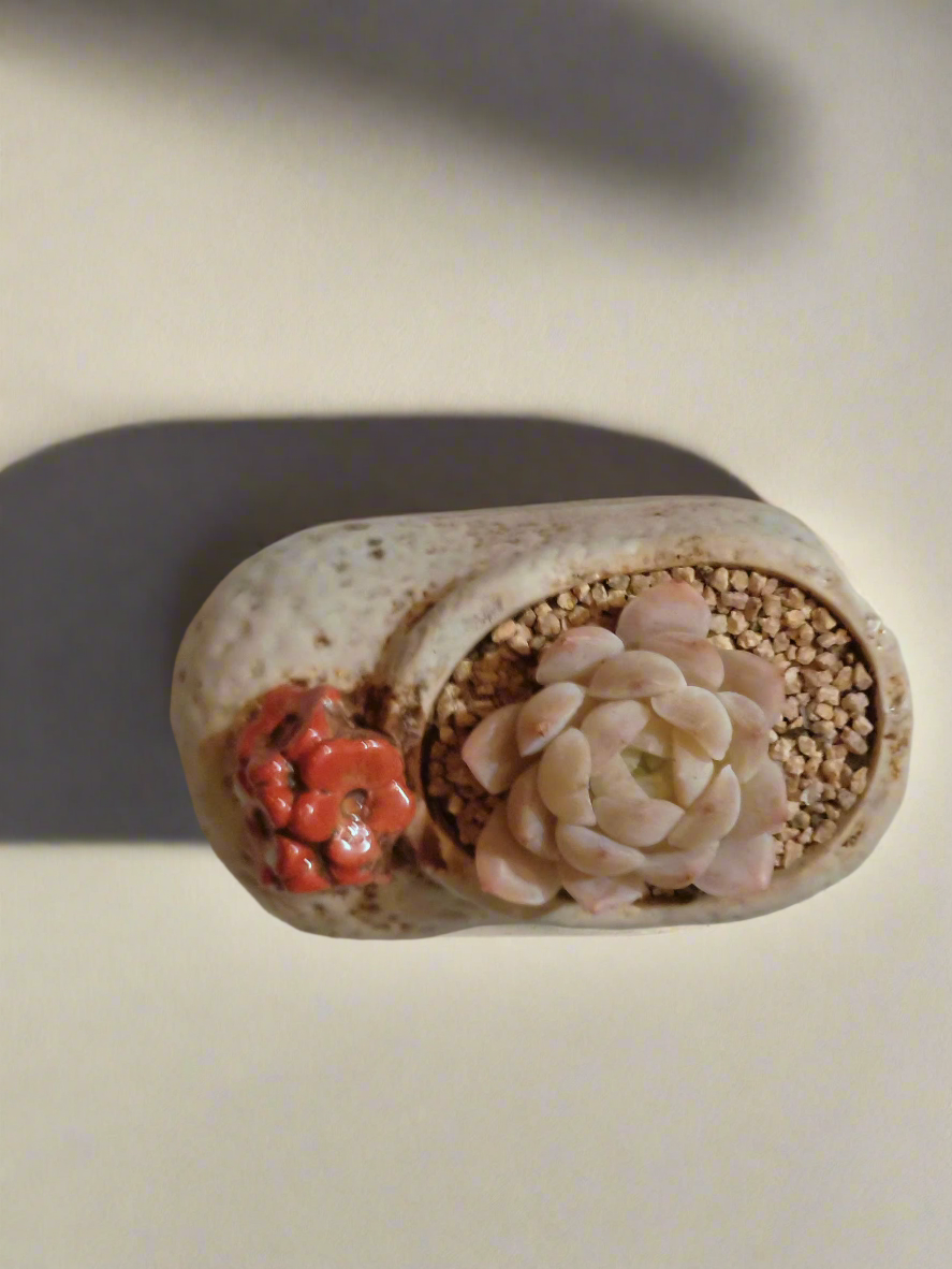 Succulent Mary Jane Charm White Pot – Echeveria Elegans - SlowBloomGreens