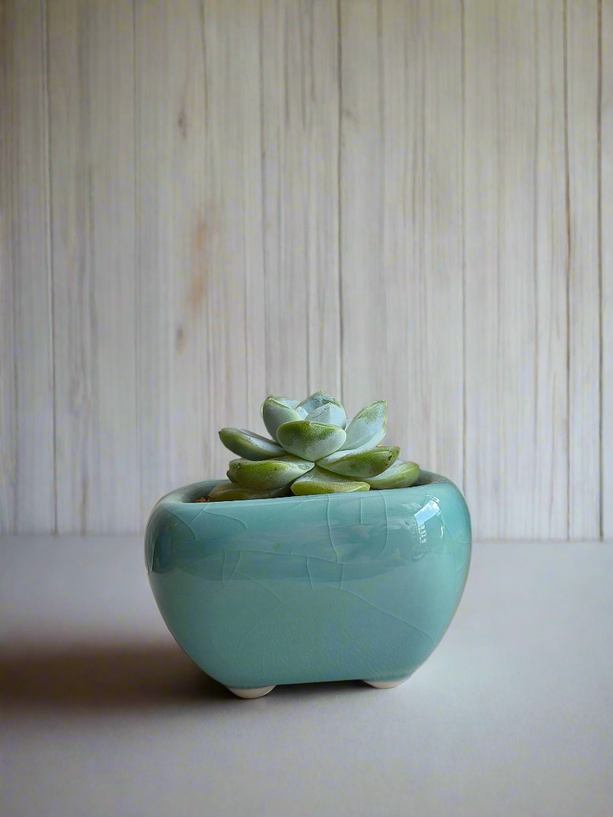 Succulent Zen Square Turquoise Pot – Echeveria Ice Green