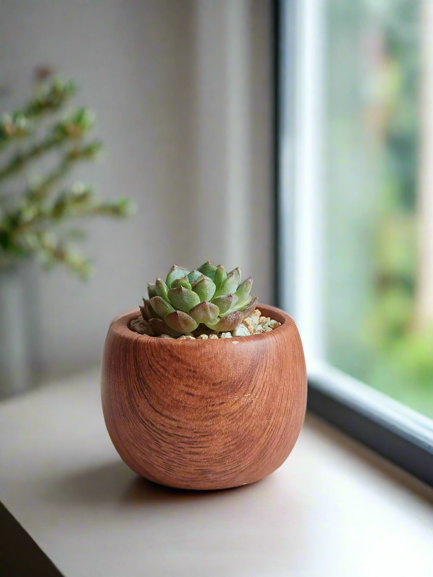 Rustic charm created by the Succulent Mini Round Woodgrain Pot – Echeveria Minima.