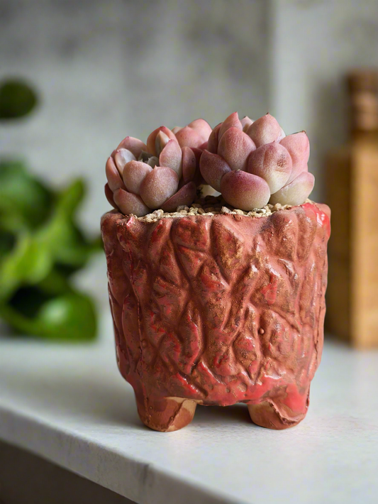 Succulent Rustica Ceramic Red – Echeveria hybrid