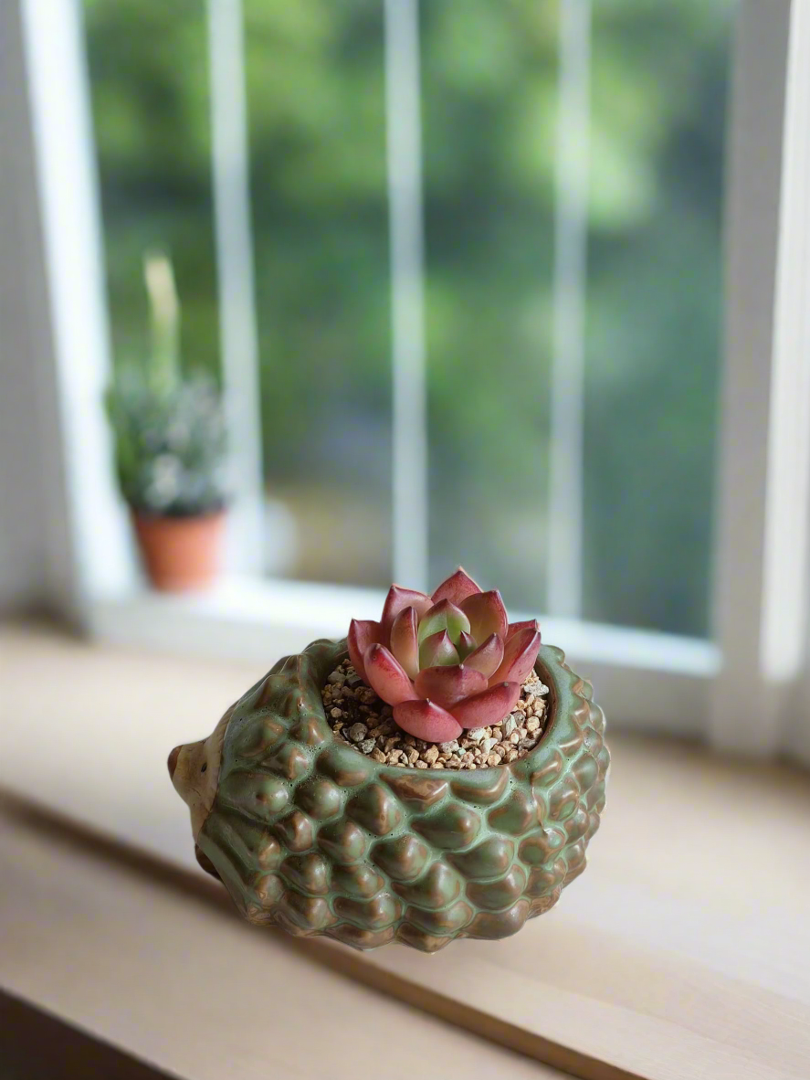 Natural beauty of Echeveria Agavoides 'Romeo' in adorable hedgehog pot