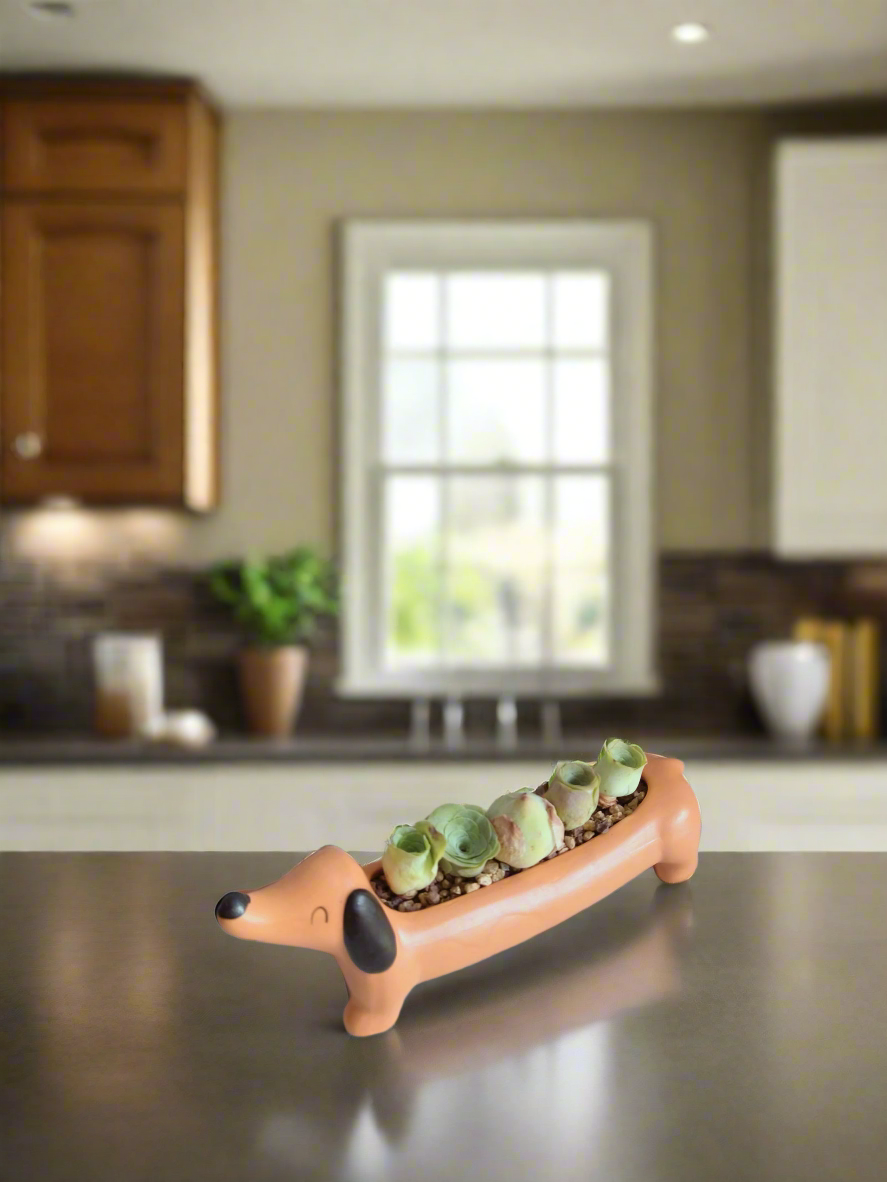 Succulent Daunchund - 5 Mountain Roses 'Greenovia' - SlowBloomGreens