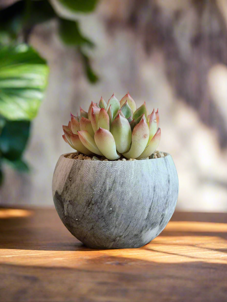 Succulent Elegant Round Dark Grey – Echevaria hybrid - SlowBloomGreens