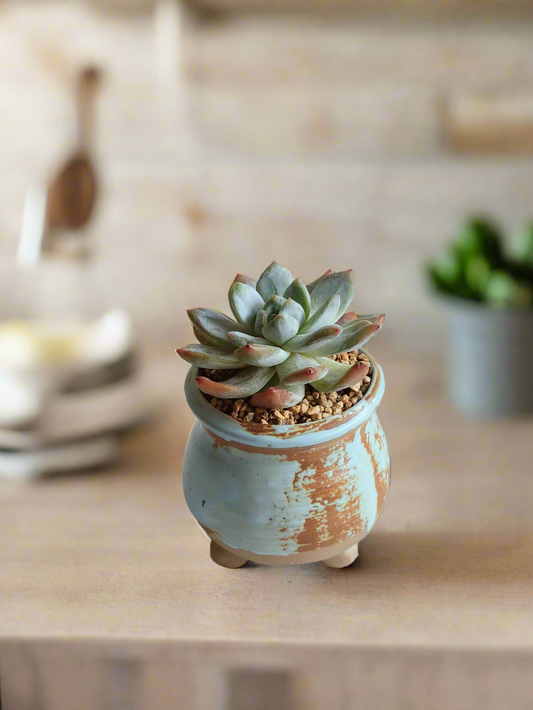 Succulent Rustic Serenity Pot – Echeveria 'Blue Bird'