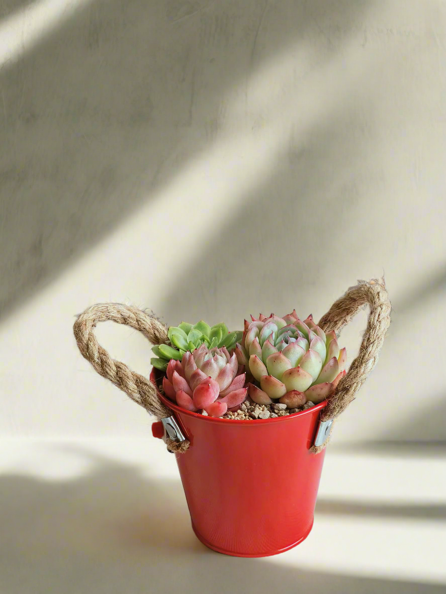 Succulent Festive Garden Charm Red pot - SlowBloomGreens