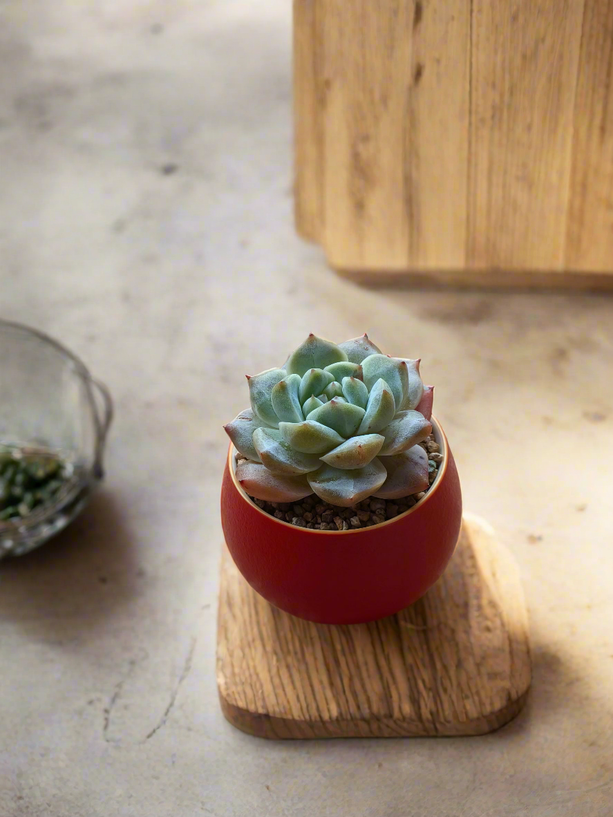 Succulent Auspicious Grace Pot - Echeveria 'Bluebird' - SlowBloomGreens