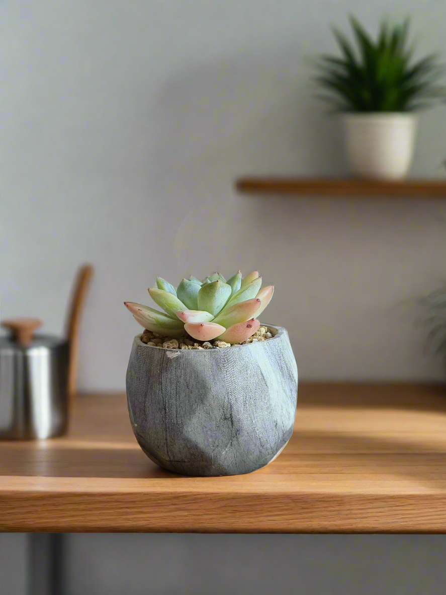 Succulent Harmony Grey - Echeveria Elegans - SlowBloomGreens