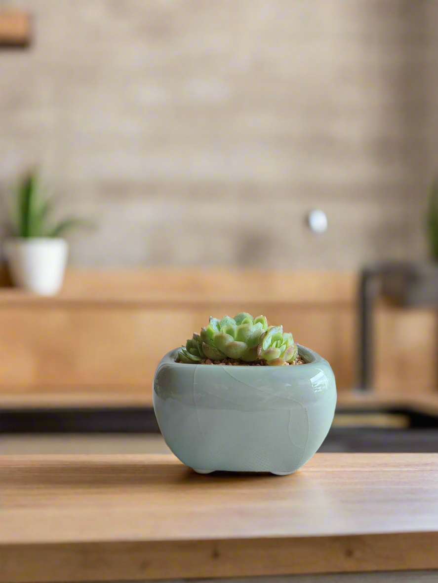Succulent Zen Square Pastel Green Pot – Echeveria Elegans - SlowBloomGreens