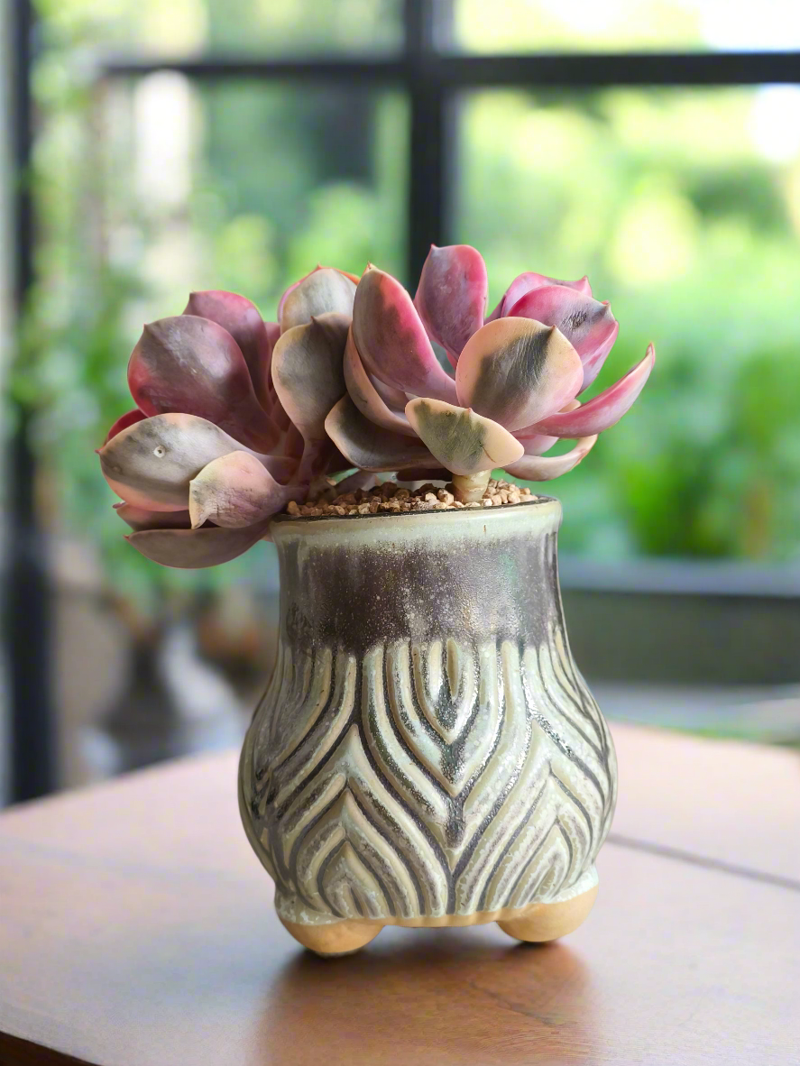 Succulent Rustic Pot Ash  – Echeveria Rainbow - SlowBloomGreens