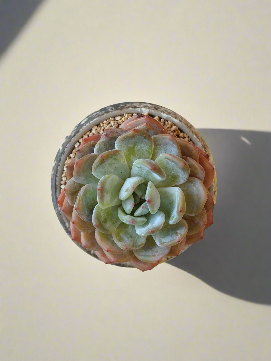 Succulent Moonlit Bloom Pot – Desert Gold with Echeveria Orange Monroe