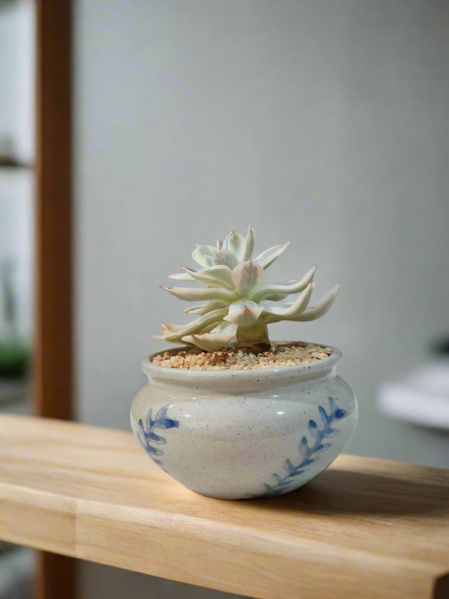 Succulent Azure Grace Pot – Echeveria Compton Carousel