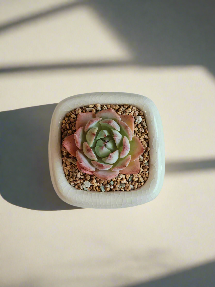 Succulent Zen Square Cream Pot – Echeveria Suryeon