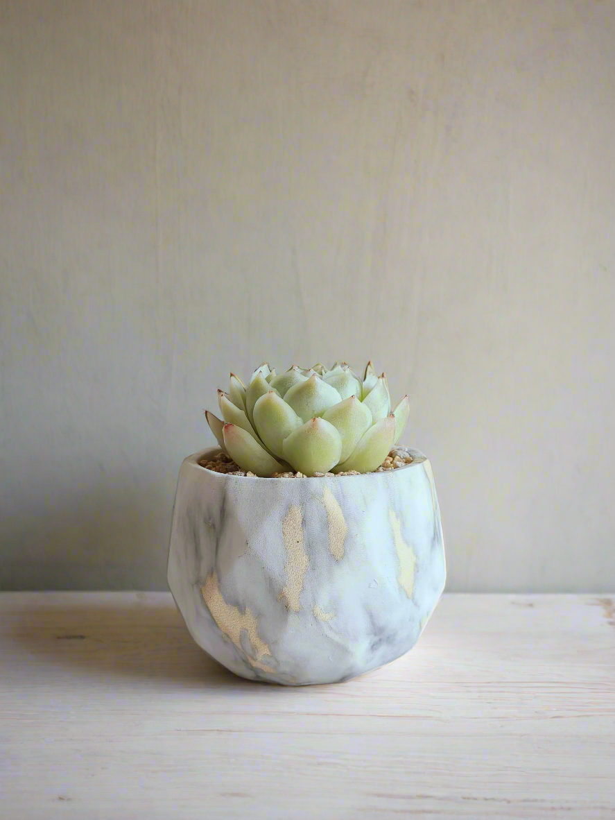 Succulent Classic Marble Gold - Echeveria Onslow