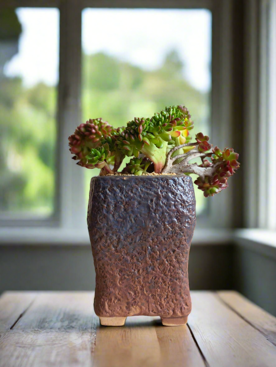 Succulent Rustic Floral Embossed Pot – Lety's Sedeveria