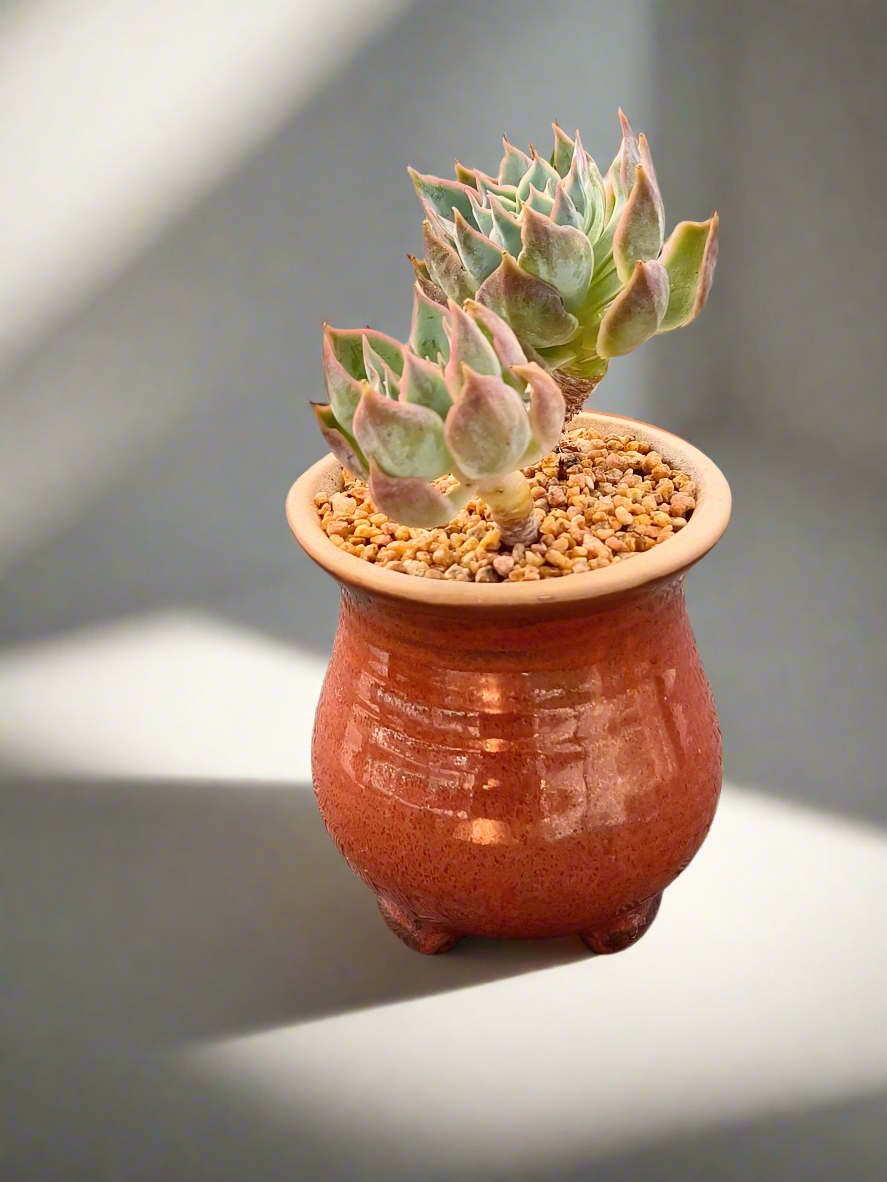 Succulent Rustica Mahogany Planter – Echeveria Peacockii - SlowBloomGreens