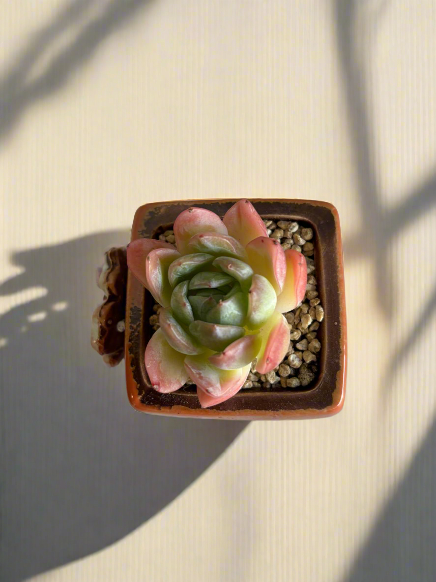 Succulent Ceramic Square Flowerpot Orange – Echeveria Suryeon