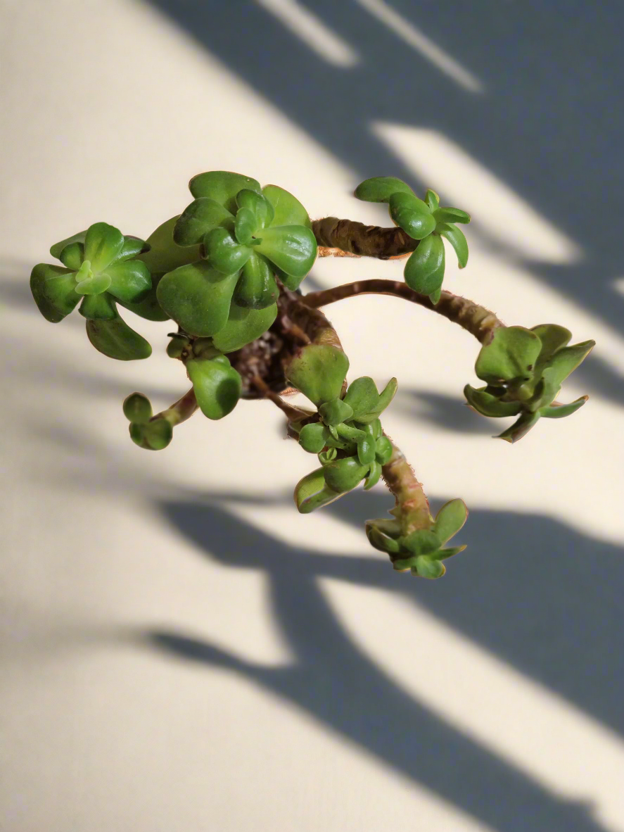 Succulent Rustic Pot Glow Grey – Jade Plant - SlowBloomGreens