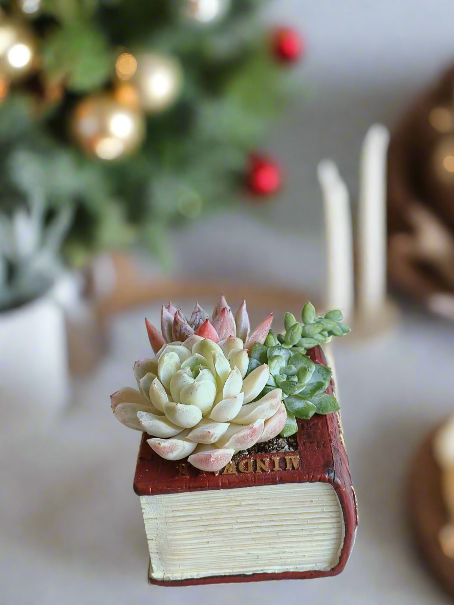 Succulent Book Nook – Assorted Succulents