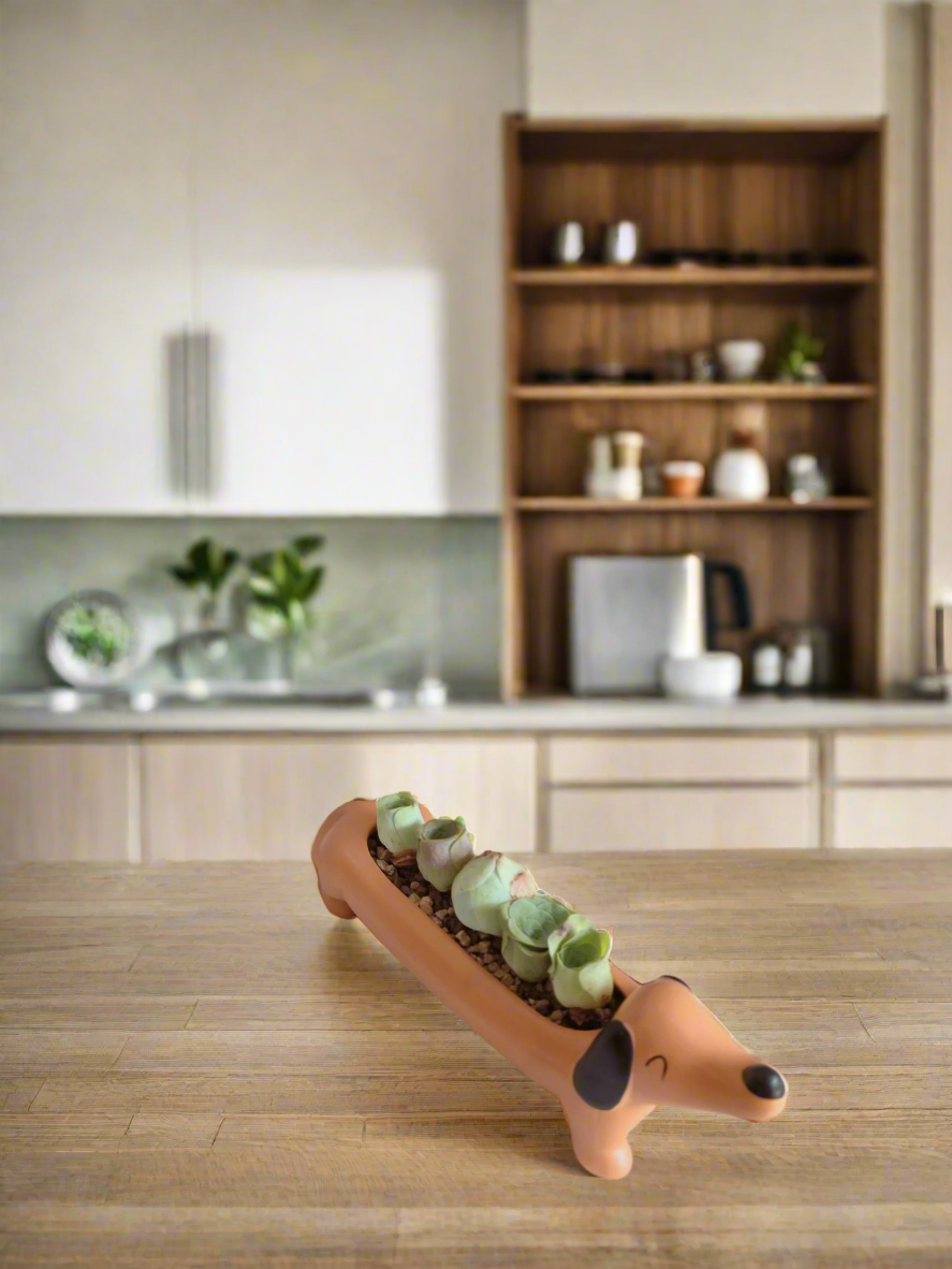 Succulent Daunchund - 5 Mountain Roses 'Greenovia' - SlowBloomGreens