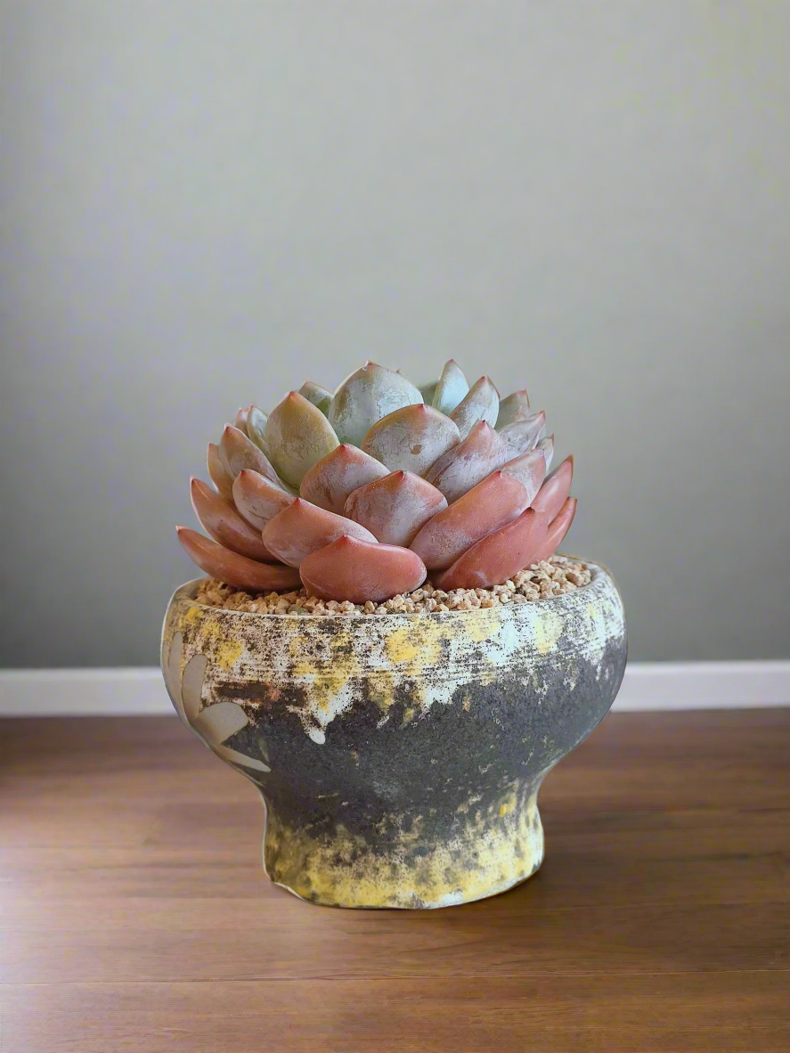 Succulent Moonlit Bloom Pot – Desert Gold with Echeveria Orange Monroe