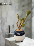 Succulent Tiny Sakura Blue Planter – Cotyledon tomentosa ‘Bear’s Paw’ - SlowBloomGreens