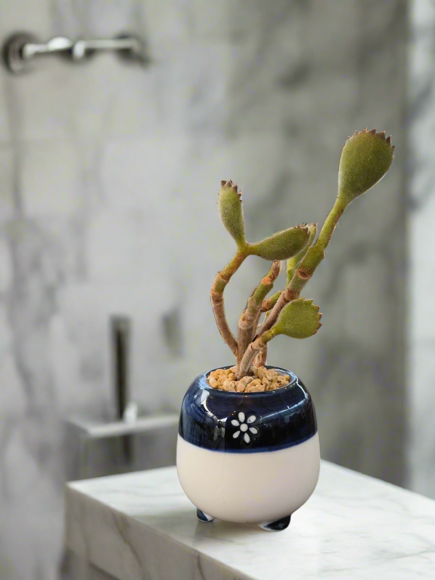 Succulent Tiny Sakura Blue Planter – Cotyledon tomentosa ‘Bear’s Paw’ - SlowBloomGreens