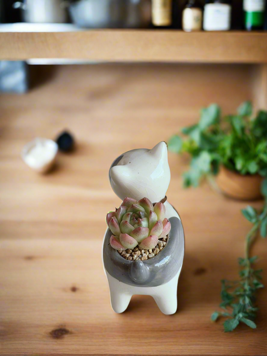 Succulent Puppy Bull Terrier - Echeveria Suryeon - SlowBloomGreens