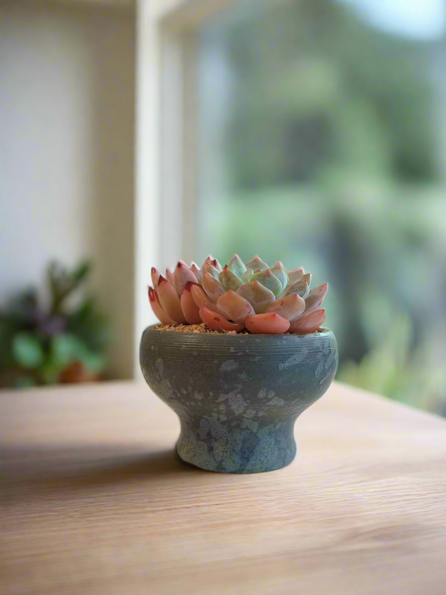 Succulent Moonlit Bloom Pot – Blue-Green with Echeveria Orange Monroe & Friends