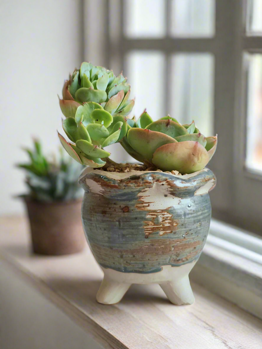 Succulent Rustica Pot with Echeveria Peach Pride