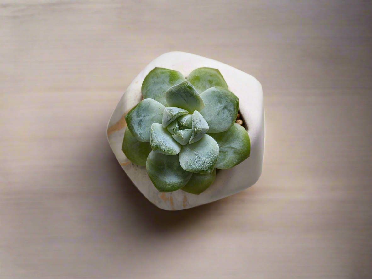 Succulent Mini Octagon Gold - Echeveria Ice Green