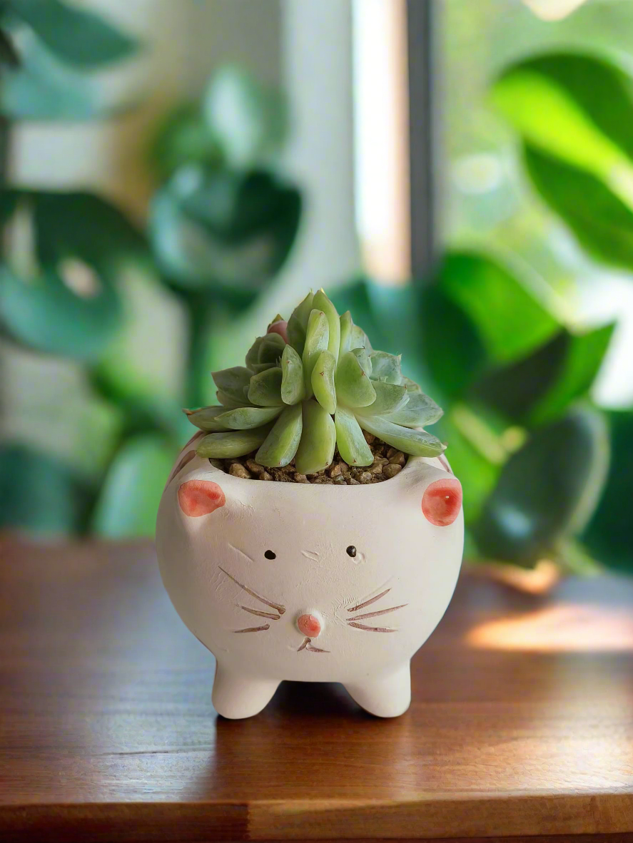 Succulent Cat Pot - Double-headed Echeveria Cat's Claw