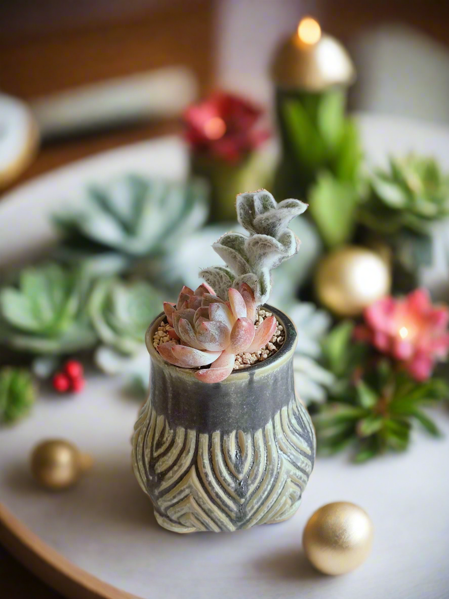 Succulent Rustic Pot Ash  – White Velvet & Echeveria Spica - SlowBloomGreens