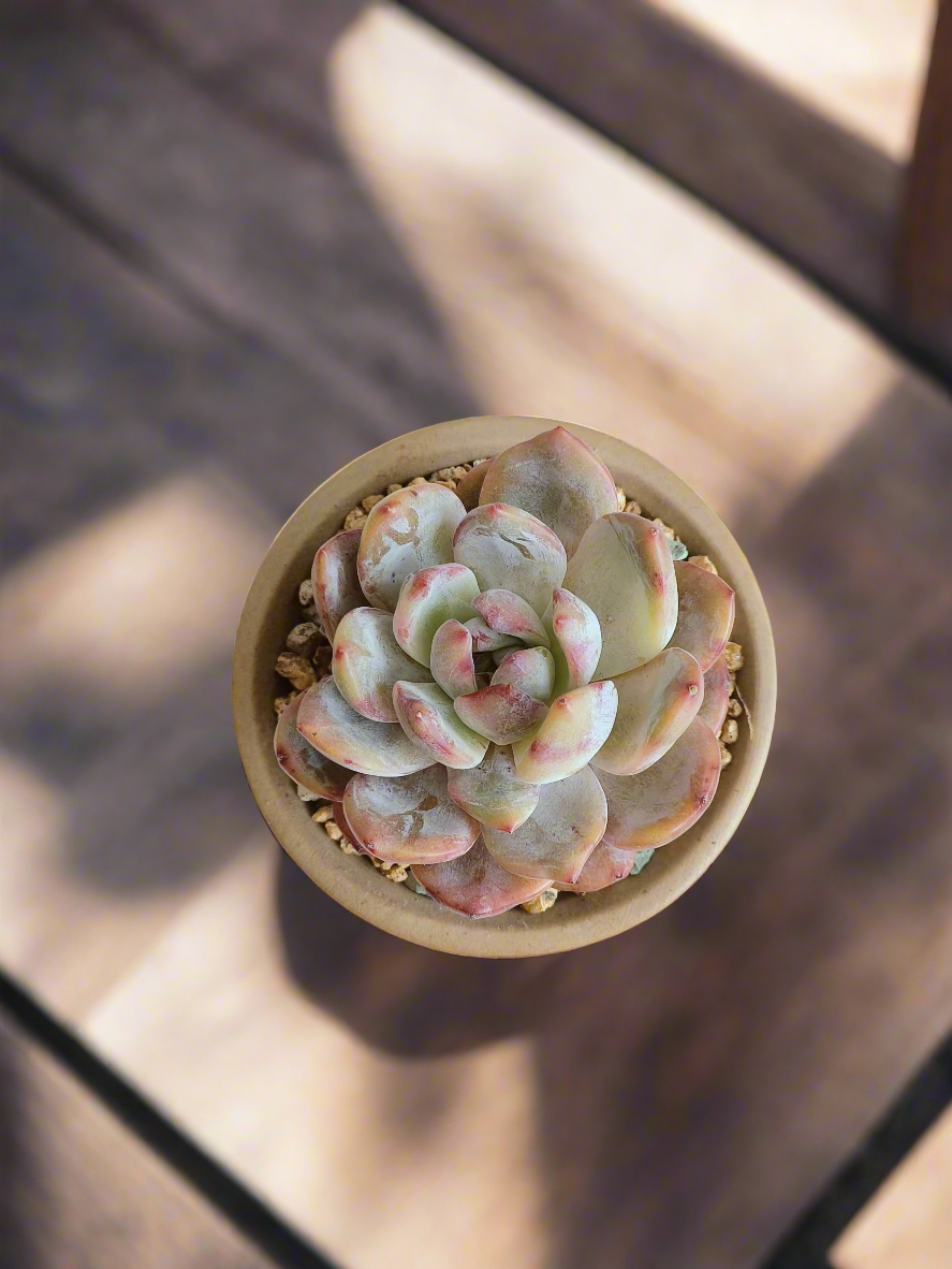 Succulent Rustica Mahogany - Echeveria Suryeon