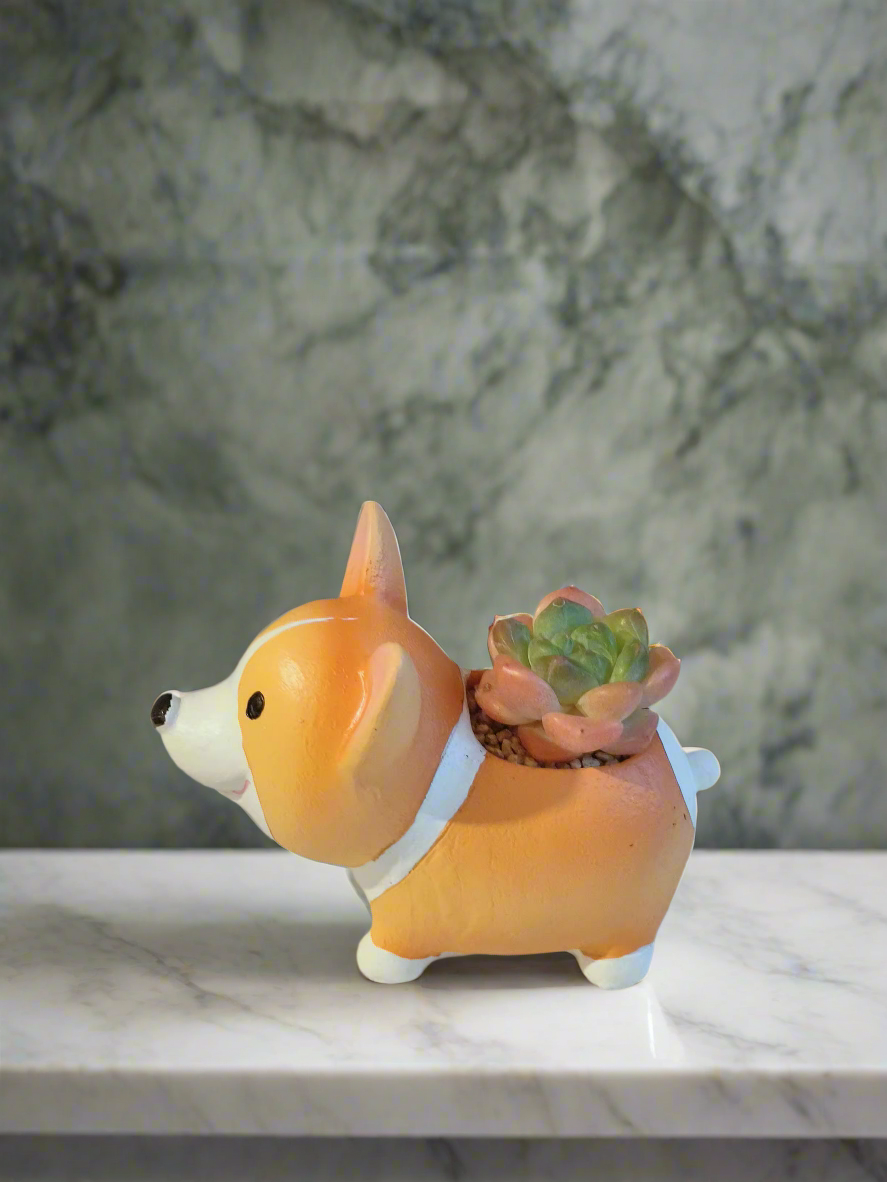 Succulent Charming Standing Corgi - Echeveria Suryeon as a delightful gift.