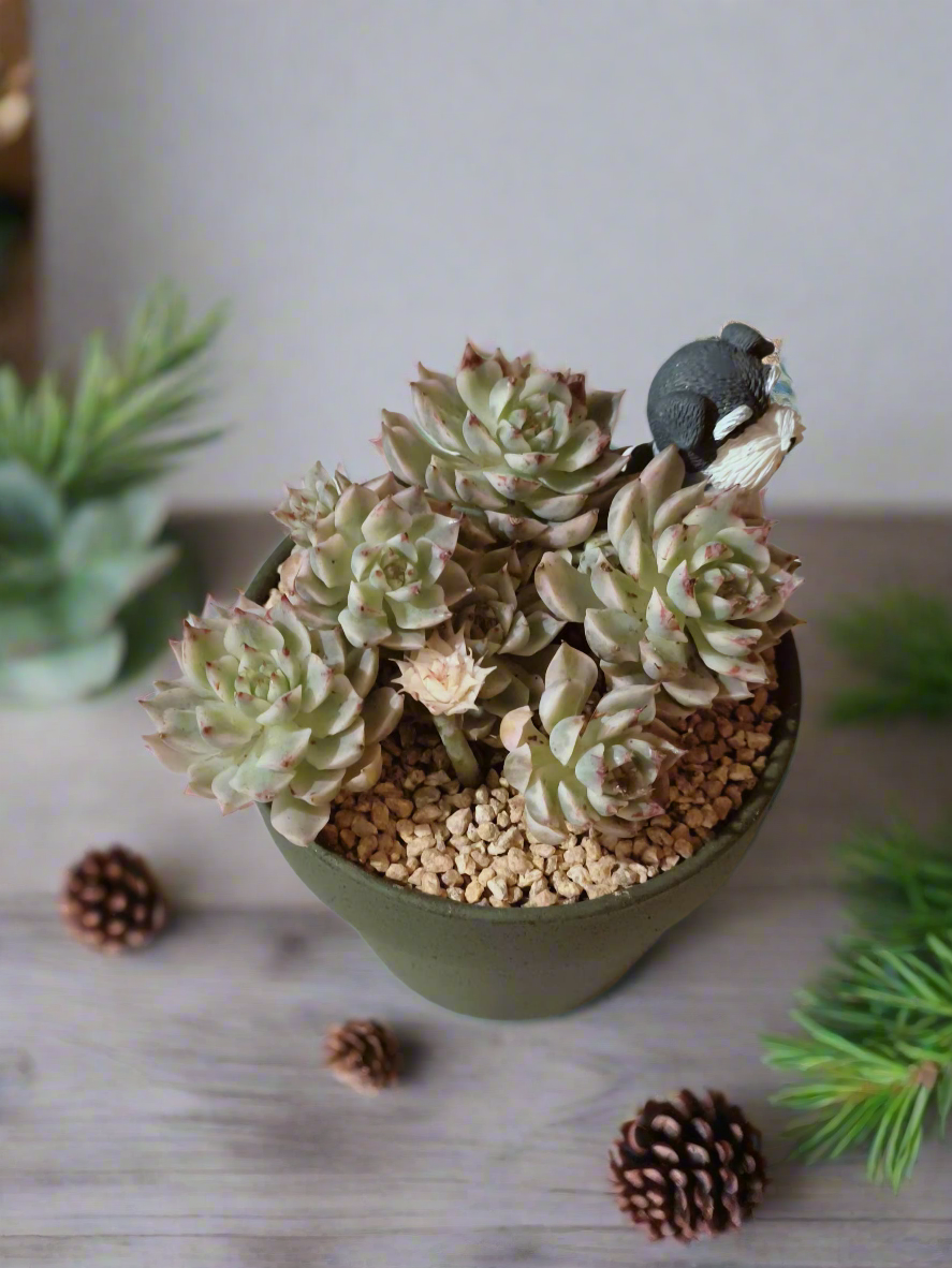 Succulent Speckled Terracotta Schnauzer Pot - Echeveria Halbingeri - SlowBloomGreens