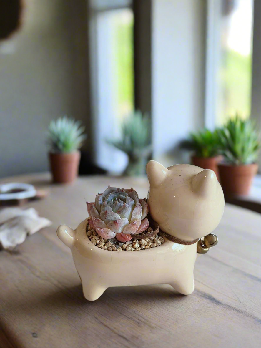 Succulent Puppy Shiba Inu - Echeveria Suryeon - SlowBloomGreens