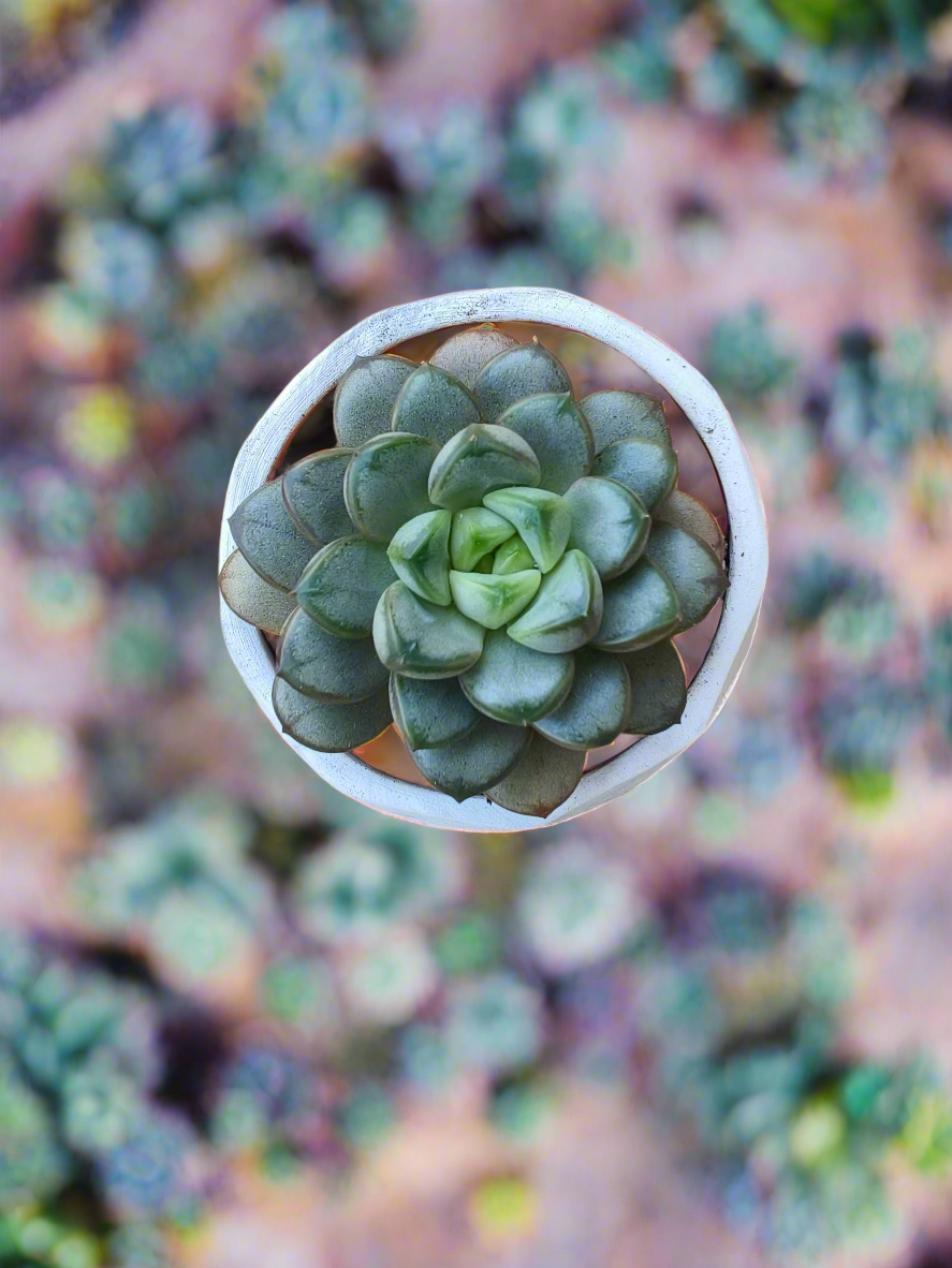 Succulent Sakura Blue - Sedum Lucidum - SlowBloomGreens