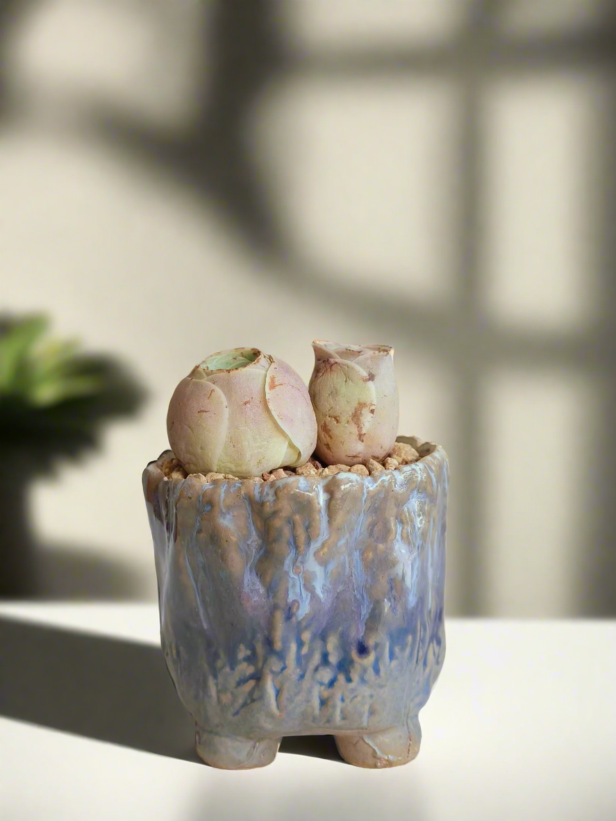 Succulent Lilac Ombre Rustic Planter – Egg Mountain Rose - SlowBloomGreens