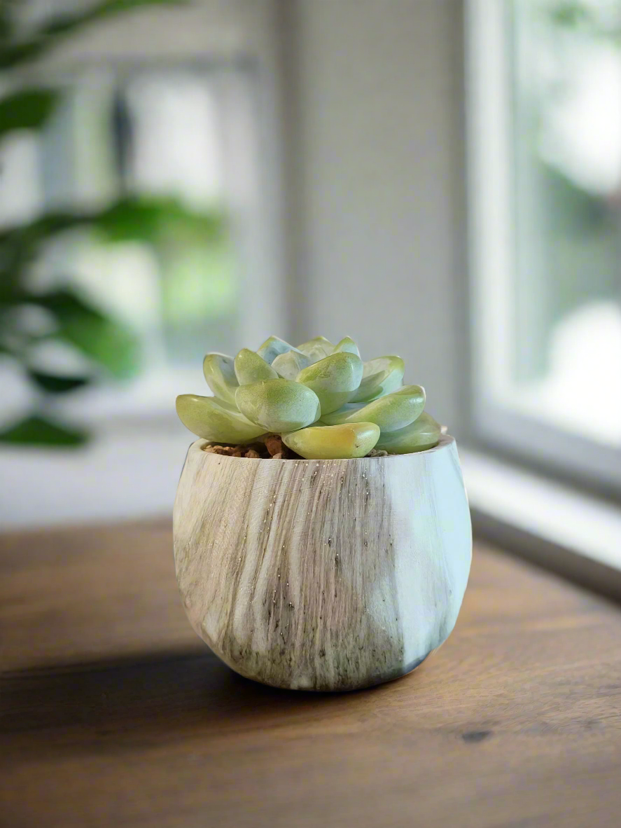 Succulent Classic Marble Green Pot – Echeveria Ice Green - SlowBloomGreens
