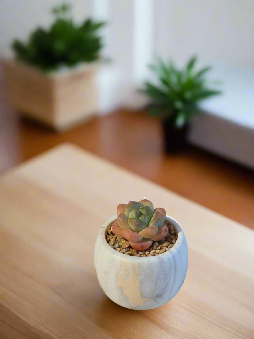 Charming decor setting featuring the Succulent Mini Round Gold Pot among other plants.