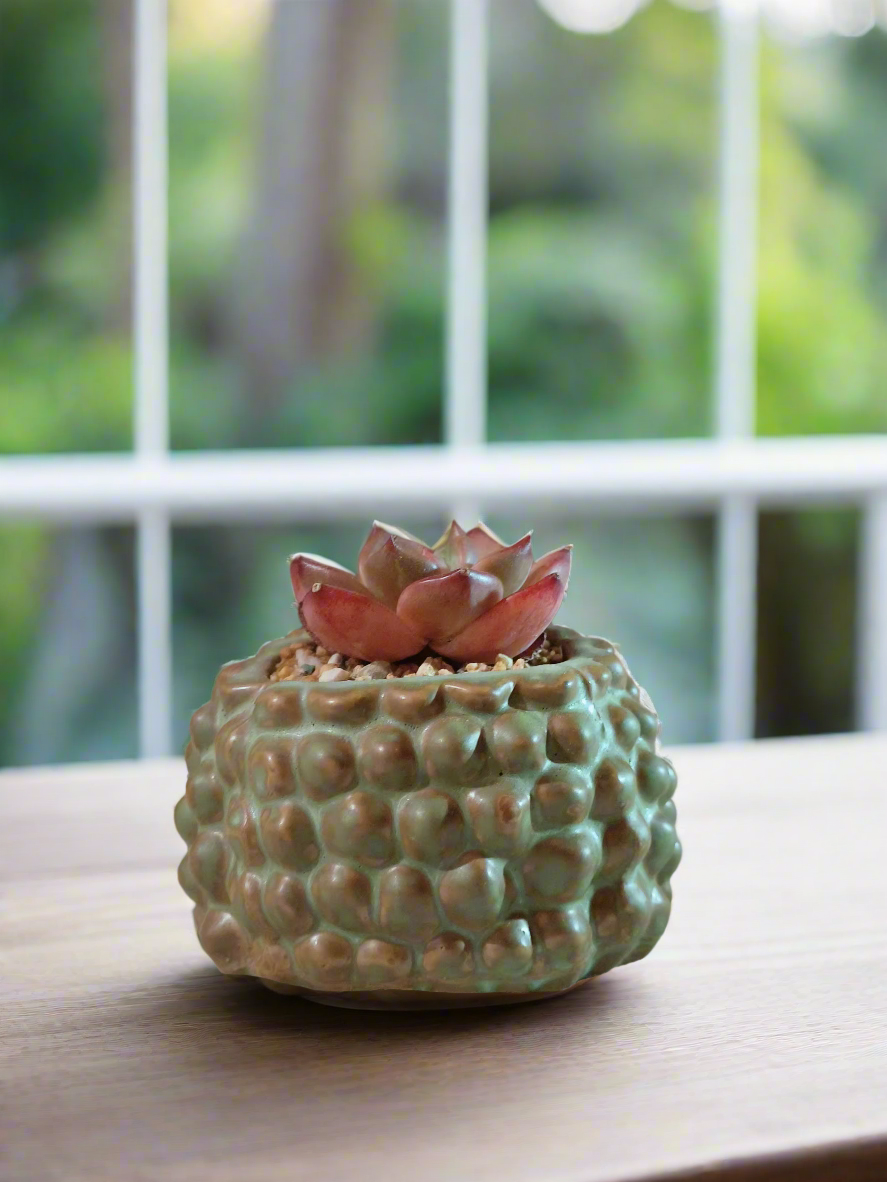 Succulent Hedgehog Pot - Echeveria Agavoides 'Romeo' - SlowBloomGreens