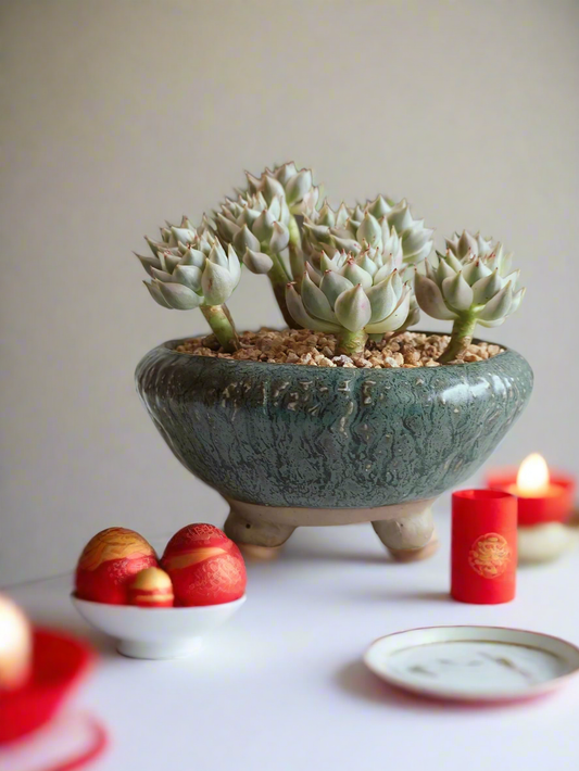 Succulent Rustica Ceramic Pot – Echeveria Halbingeri