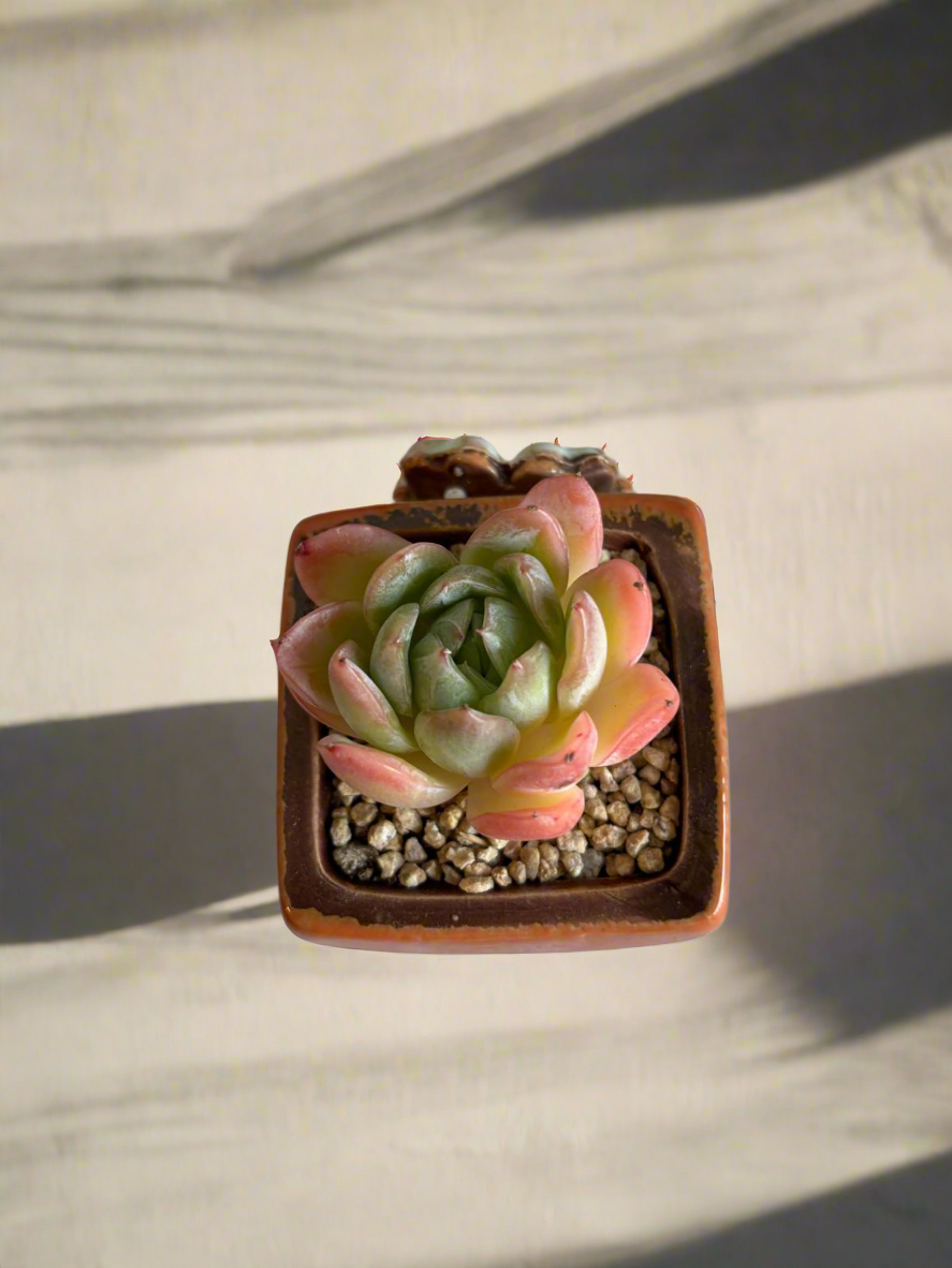 Succulent Ceramic Square Flowerpot Orange – Echeveria Suryeon