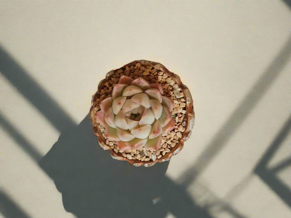 Succulent Rustica Ceramic White – Echeveria Raspberry Ice